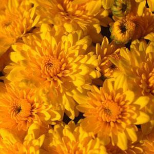 Garden-Mum-Sundance-Yellow - QT Pot (Annual) | Walmart (US)