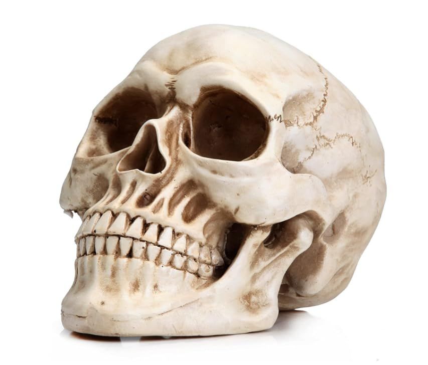 Prextex 6.5 inch Realistic Looking Skeleton Skull for Best Halloween Decoration | Amazon (US)