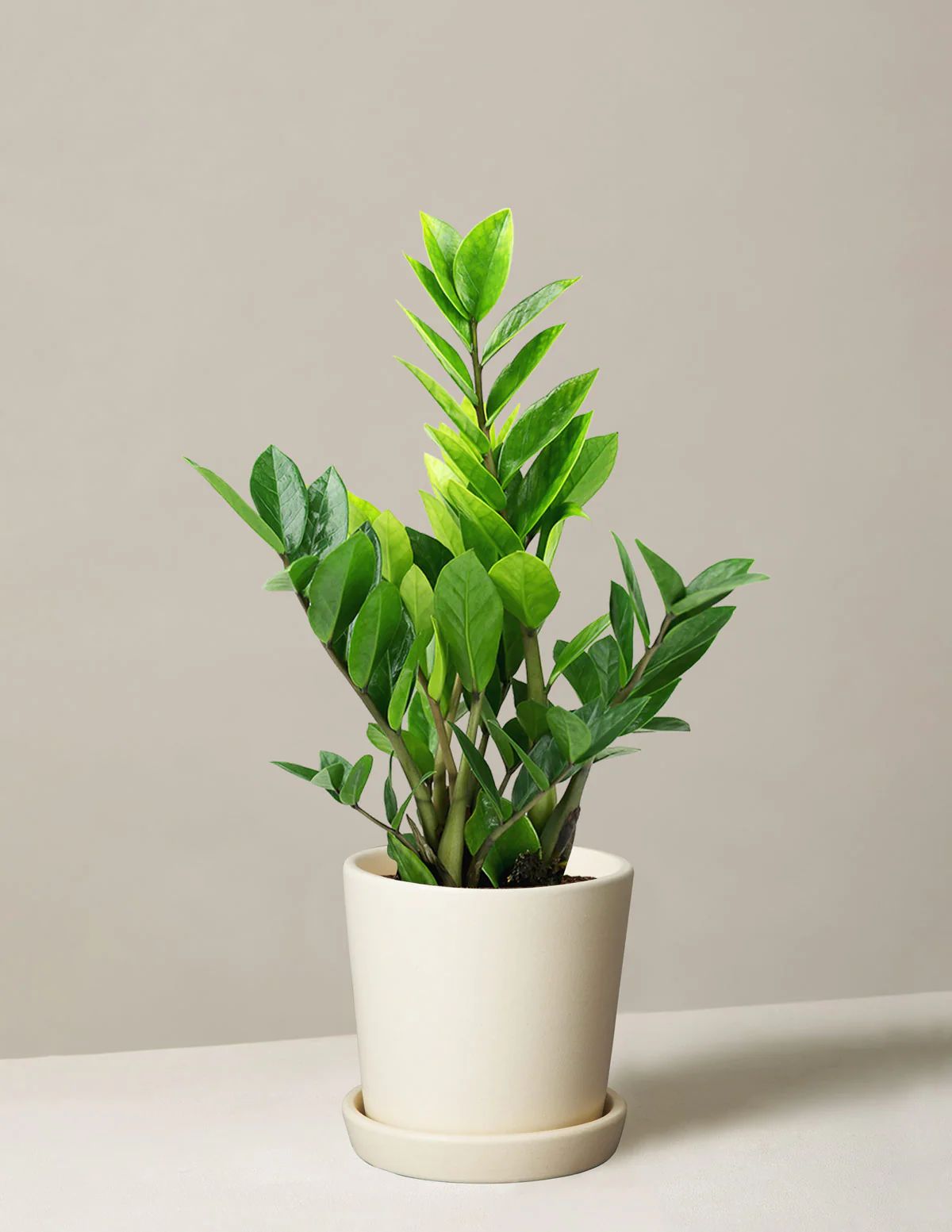 ZZ Plant
    $88 | The Sill