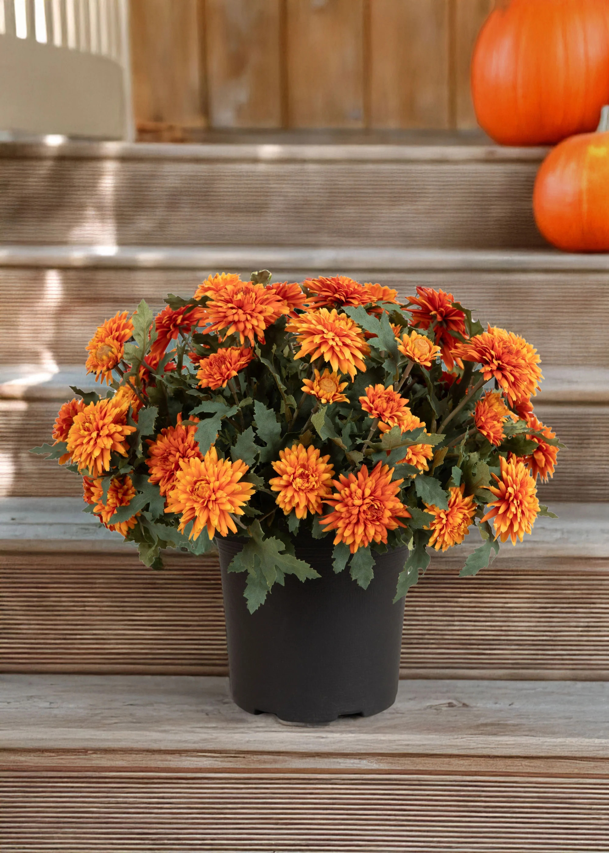 UV Treated Orange Mum Potted Plant | Fake Fall Flowers | Afloral | Afloral