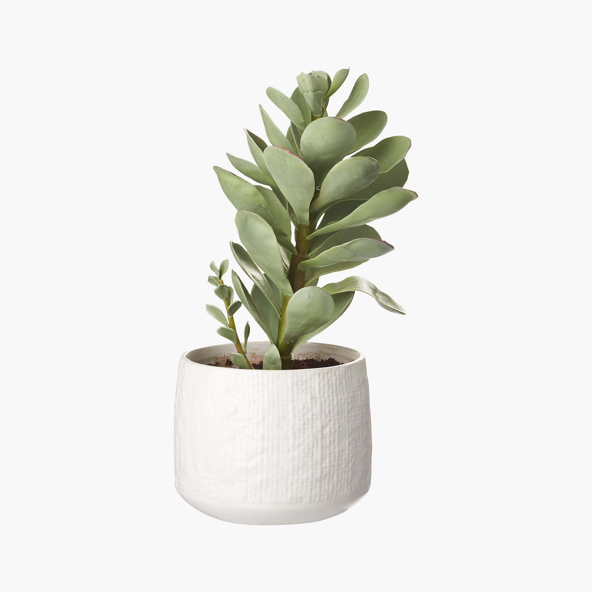 Potted Faux Succulent 14" + Reviews | CB2 | CB2