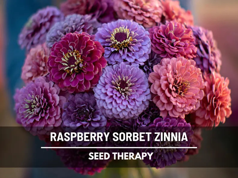 Raspberry Sorbet Zinnia Seeds – Heirloom Double Blooms, Easy to Grow (100 Seeds) - Etsy | Etsy (US)