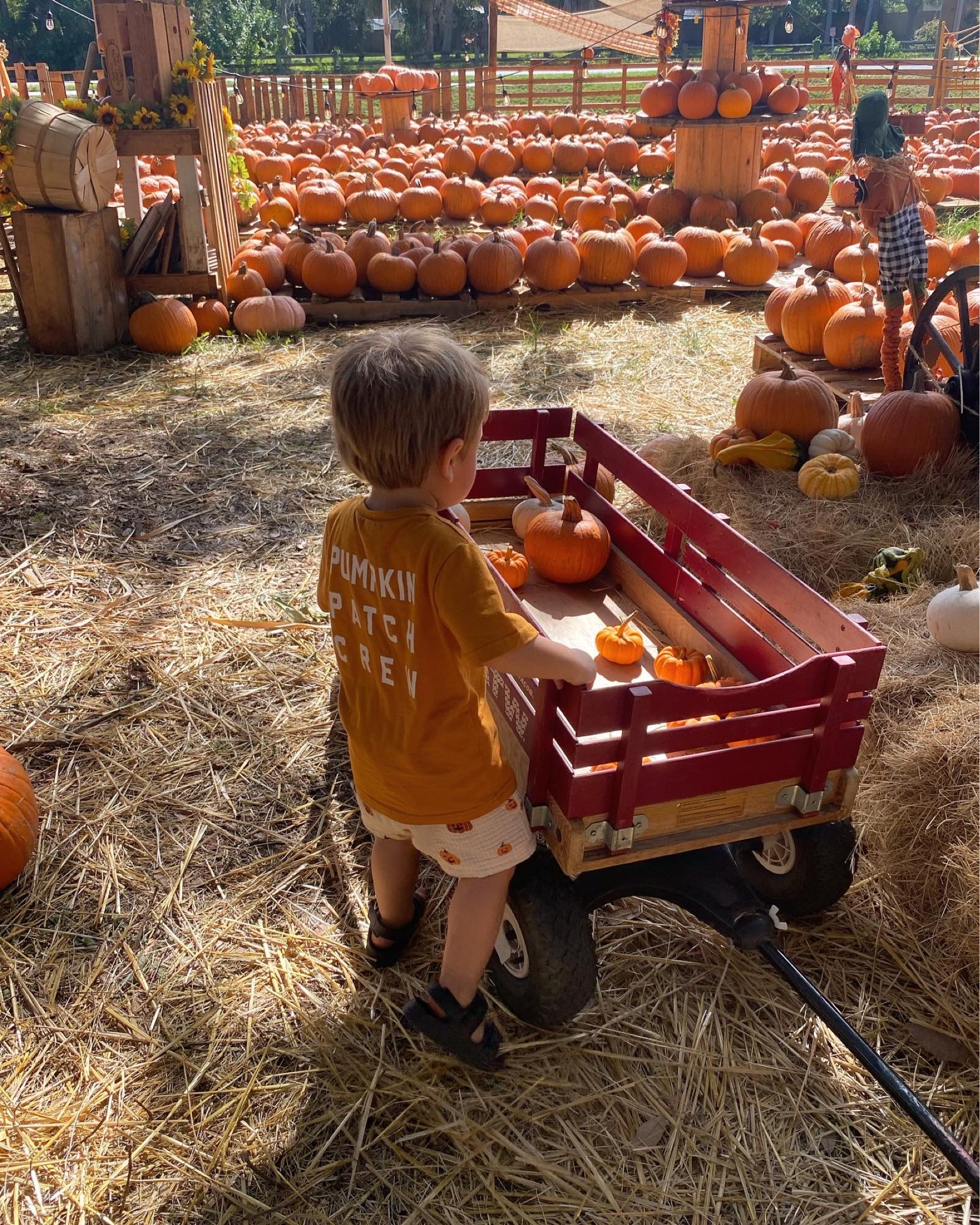 Pumpkin patch crew shirt
Pumpkin shorts
Sandals


#LTKkids #LTKHalloween #LTKbaby