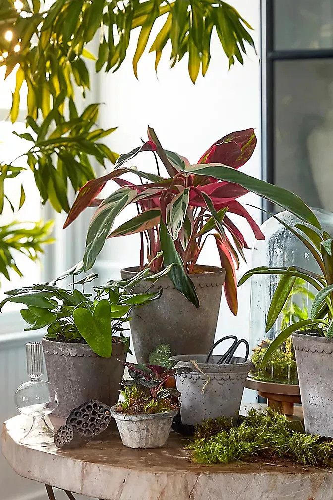 Bergs Copenhagen Terracotta Pot + Saucer Set | Terrain