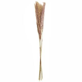Mini Natural Brown Pampas Bunch by Ashland® | Michaels Stores