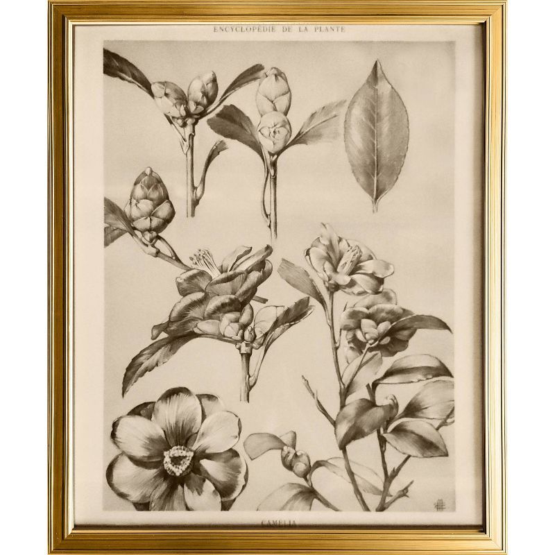 24" x 30" Botanical Sketch Framed Wall Art - Hearth & Hand™ with Magnolia | Target