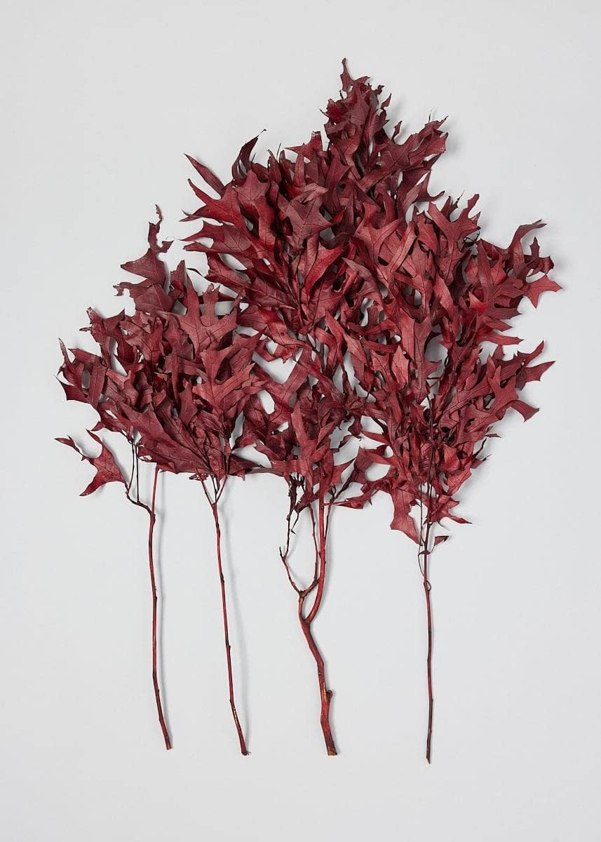 Afloral Bordeaux Preserved Scarlet Oak Leaves - 19-27" | Amazon (US)