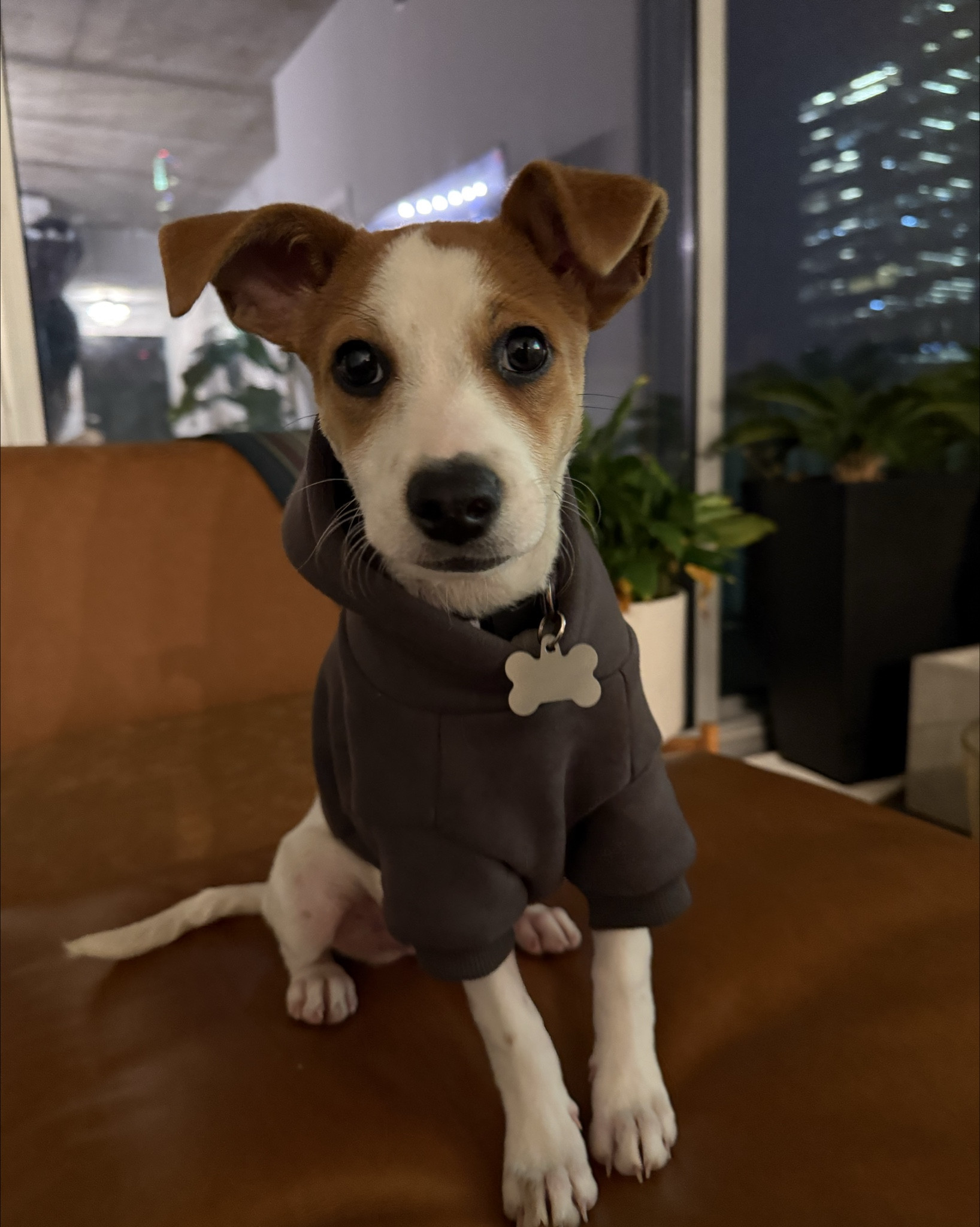 2 for 1 best fur baby hoodie! anxiety soothing + keep your pup warm! 

#LTKSeasonal #LTKFindsUnder100 #LTKPets