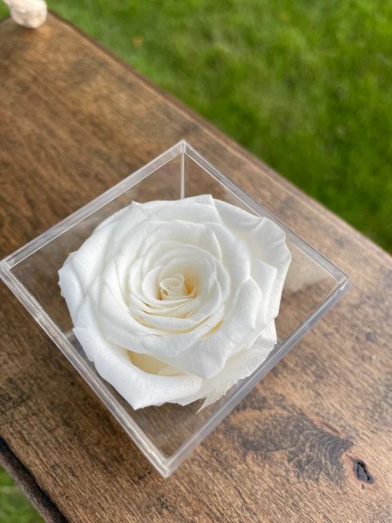 Ivory Preserved Forever Rose In Acrylic Box, Fresh Eternal Flower | Etsy (US)