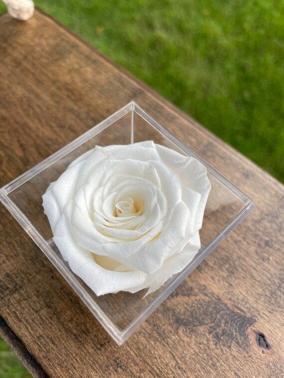 Ivory Preserved Forever Rose in Acrylic Box Fresh Eternal | Etsy | Etsy (US)