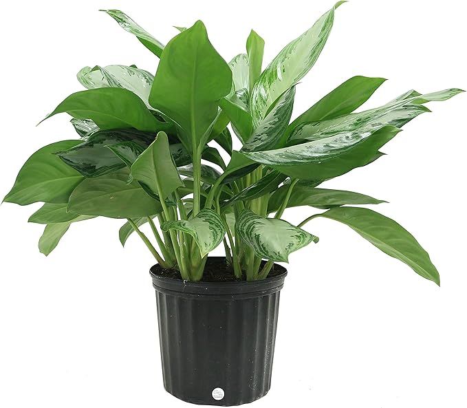 Costa Farms Aglaonema Chinese Evergreen Live Indoor Plant, 30-Inches Tall, Ships in Grower's Pot | Amazon (US)
