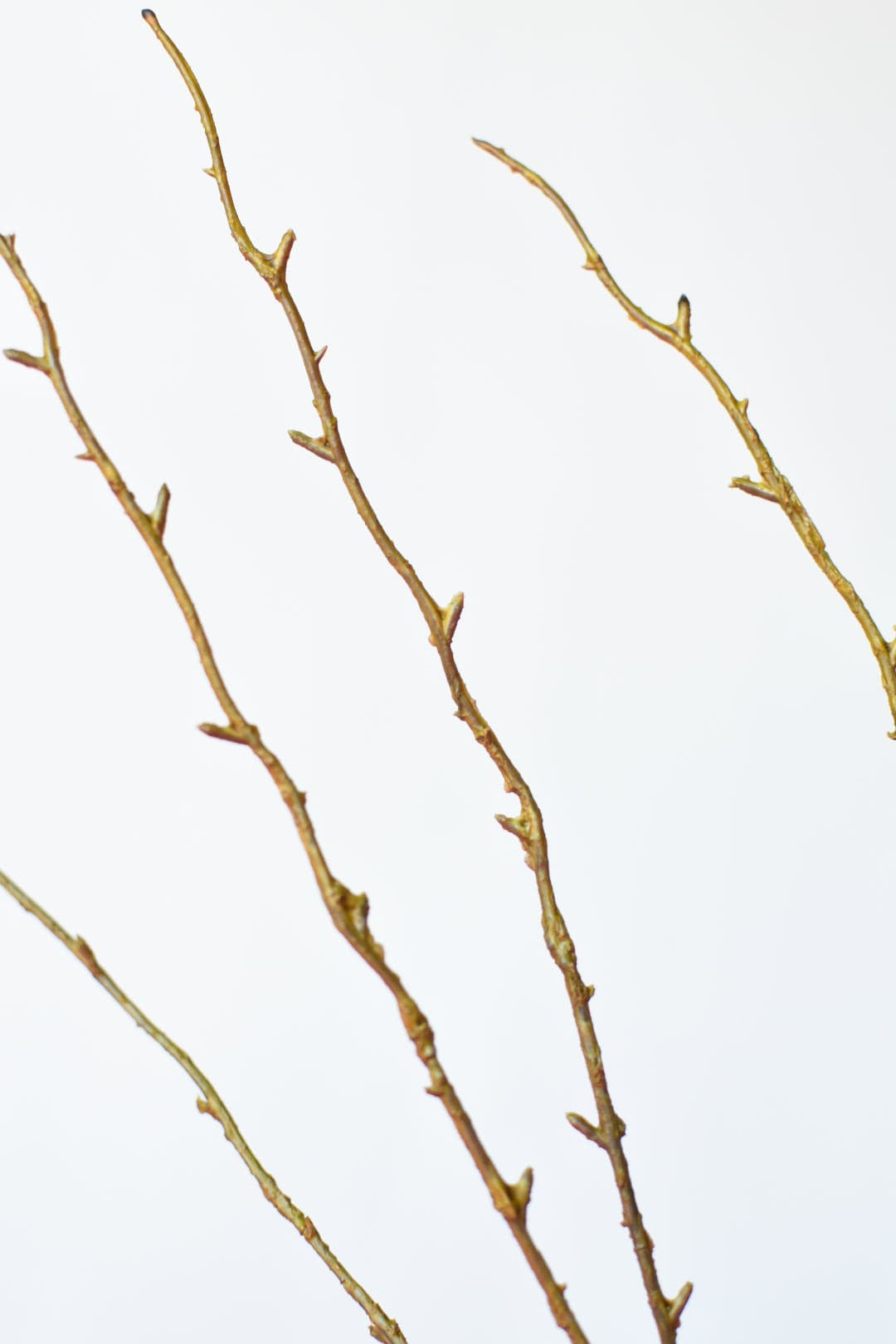 40 | HouseFloral