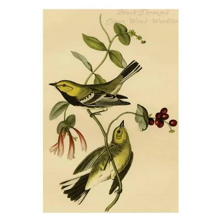 Black Throated Green Wood Warbler Laminated Print Wall Art By John James Audubon | Walmart (US)