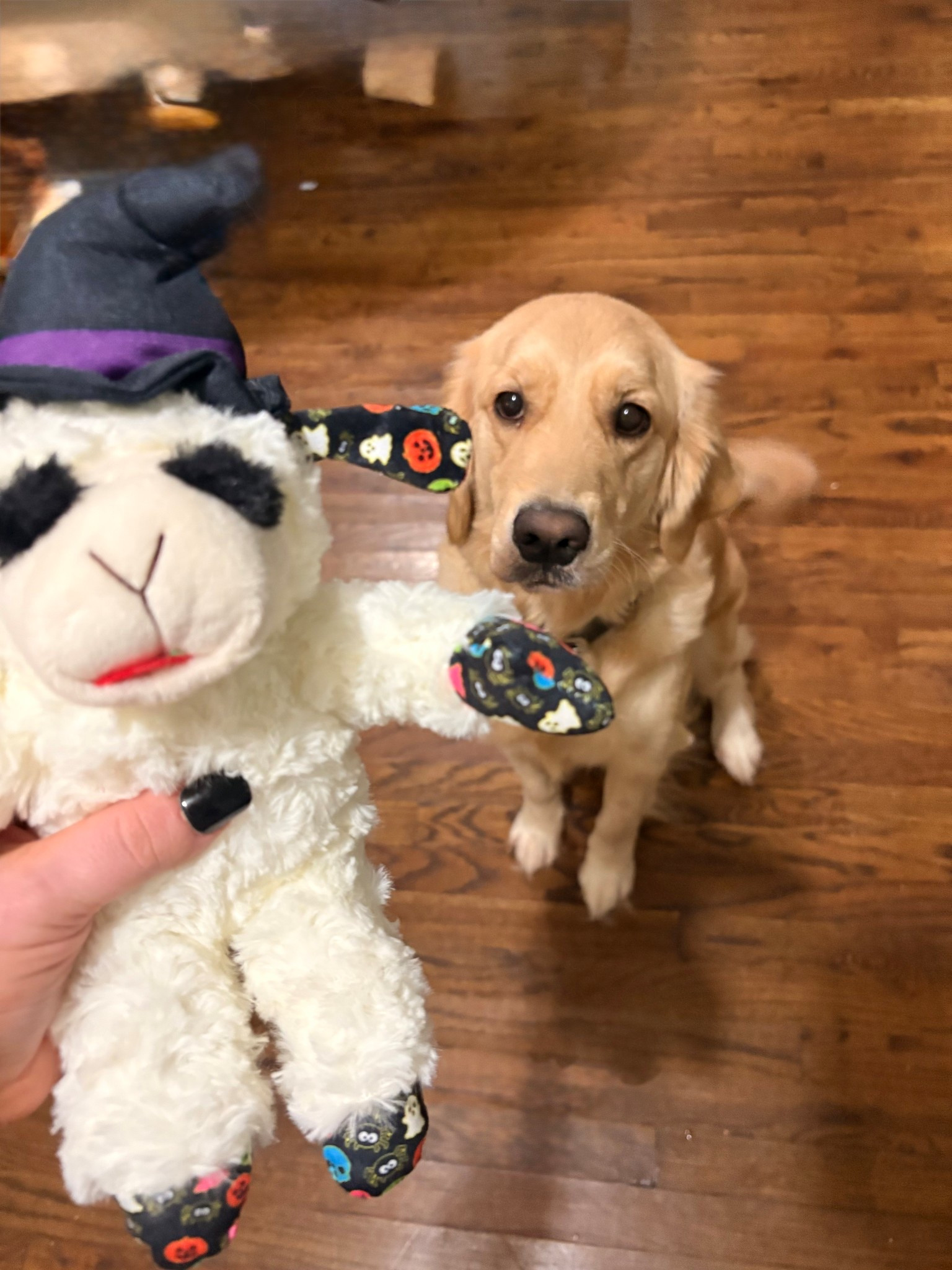 🐶 creepin it real with the cutest howl-Oween toys 🐾 👻 

#LTKPets #LTKSeasonal #LTKFamily