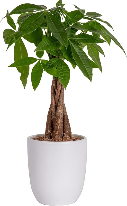 Costa Farms Money Tree, Easy Care Indoor Plant, Live Houseplant in Modern Decor Planter Pot, Bons... | Amazon (US)