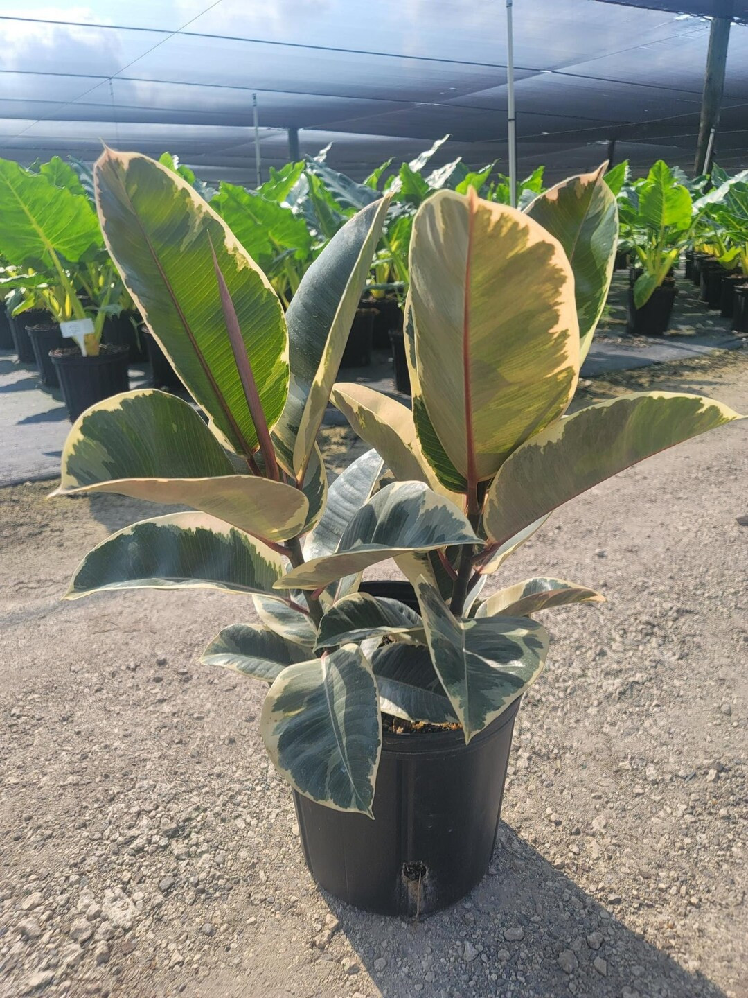 Ficus Tineke Bush Multi Stem Rubber Plant Elastica Tree Indoor and Outdoor Live Tropical House Pl... | Etsy (US)