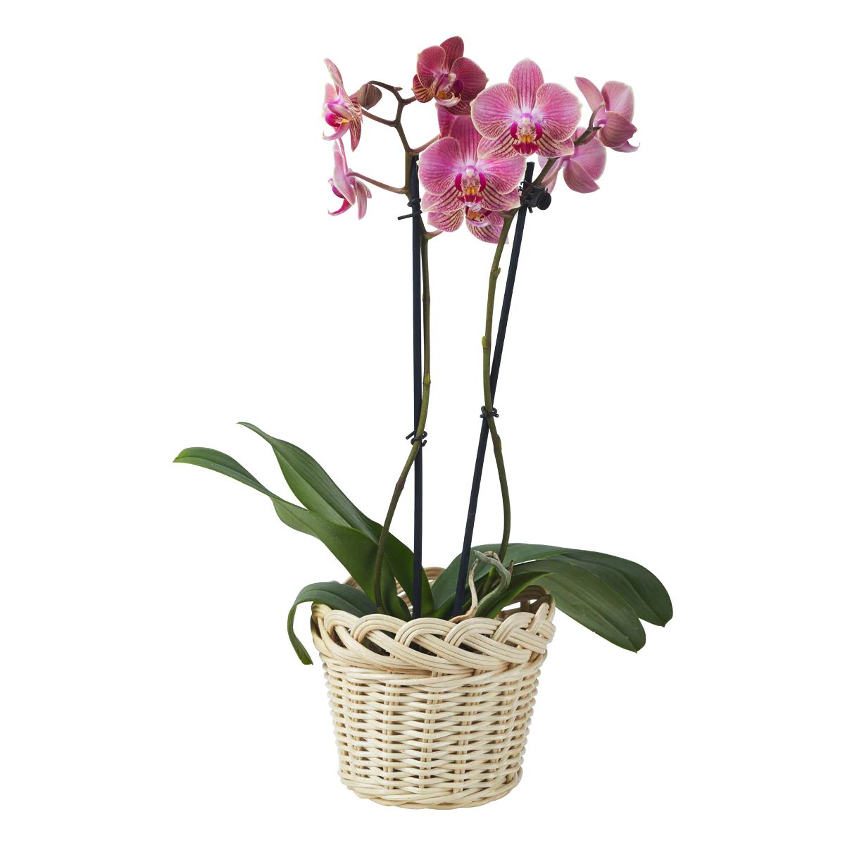 Braided Orchid Baskets Small, Set of 3 | Amanda Lindroth