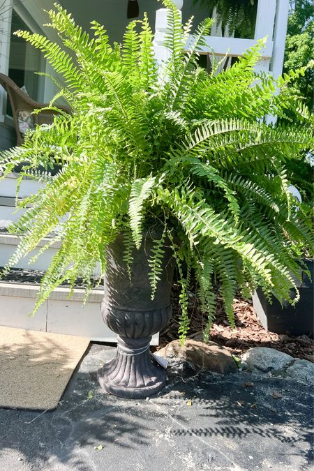 Shop our new front porch urn planters! Just plopped a Boston fern in it and called it good! 

#LTKFindsUnder100 #LTKHome #LTKSeasonal