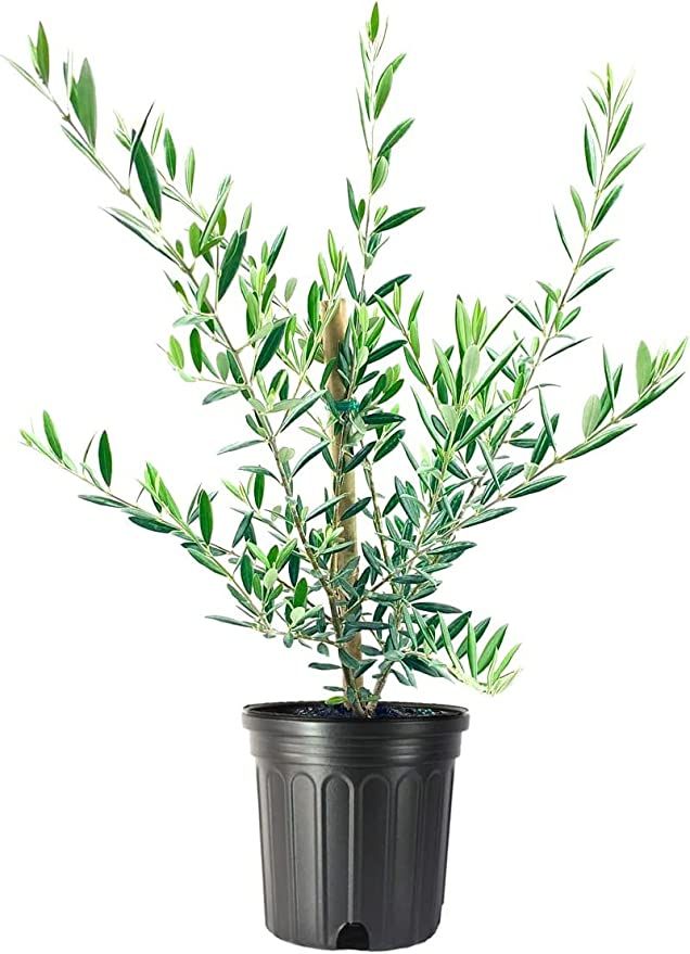Arbequina Olive Tree - Beautiful Live Plant - 6 Inch Pot - Grow Your Own Olives Indoors - Olea Eu... | Amazon (US)