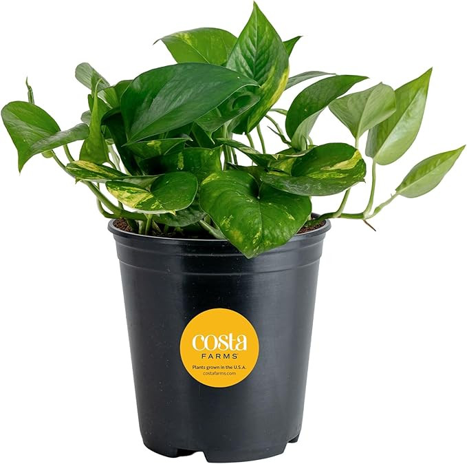 Costa Farms Golden Pothos Live Plant, Easy Care Indoor House Plant in Grower's Pot, Potting Soil,... | Amazon (US)
