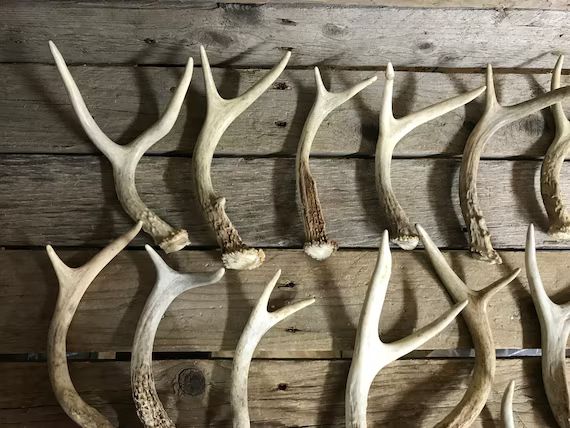 Extra Small Forked Deer Antlers - 2 Point Shed - Whitetail and Mule Deer - 1 Antler - Stock No. X... | Etsy (US)