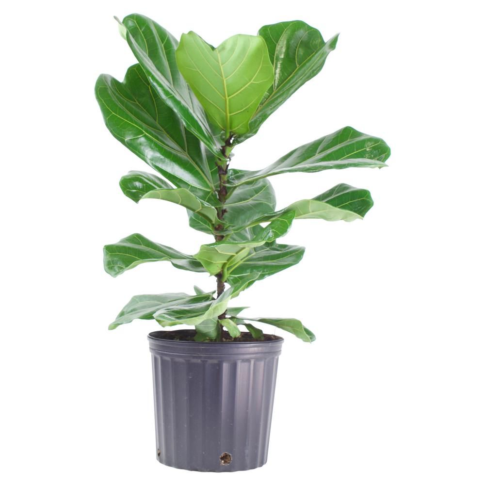 9.25 In. Ficus Lyrata Plant in Grower's Pot | The Home Depot