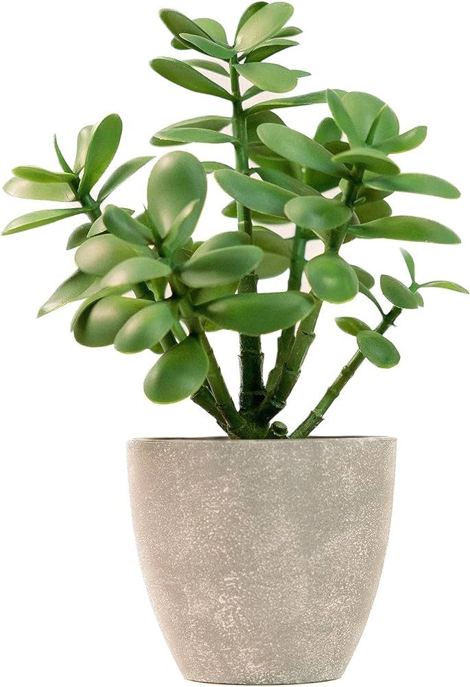 365 Blooming Decor Artificial Potted Jade Plant 12 inch, Luxury Faux Succulent Plant for Home Dec... | Amazon (US)