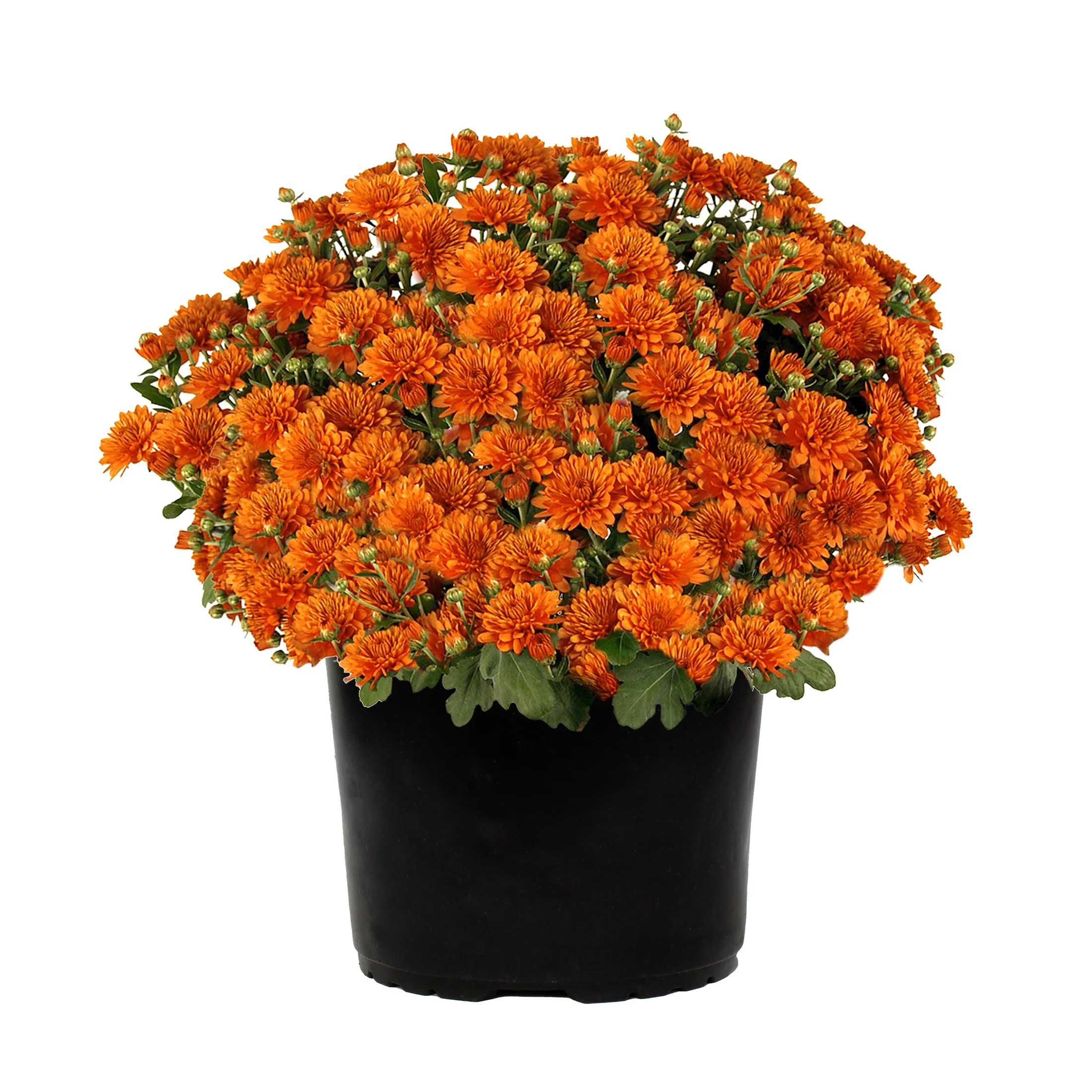 Expert Gardener 3QT Orange Chrysanthemum (1 pack) Grower Pot | Walmart (US)