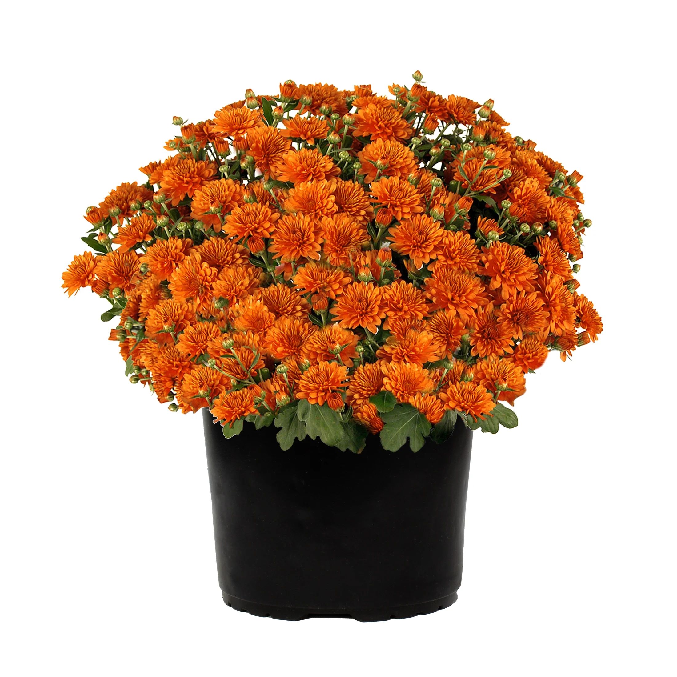 Expert Gardener 3QT Orange Chrysanthemum (1 pack) Grower Pot - Walmart.com | Walmart (US)