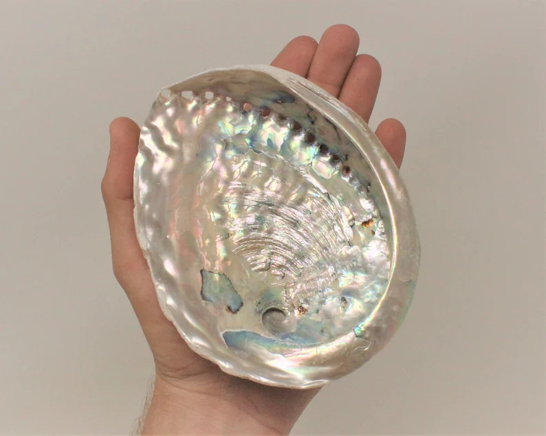 Large LIGHT Abalone Sea Shell 5 - 6"": For Smudging, Burning Sage Sticks, Incense, Crafts, Displa... | Etsy (US)