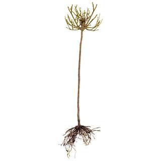 Bare Root 2-in-1 Angel Face-Cherish Tree Rose with Lavender and Pink Flowers | The Home Depot