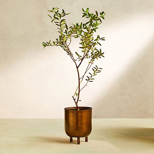 Arbequina Olive Tree, Metal Pot | Terrain