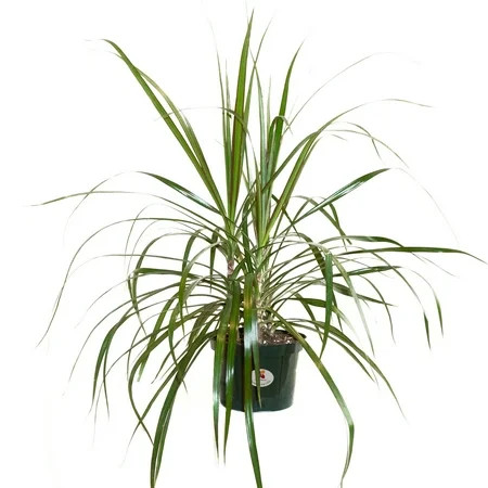 United Nursery Dracaena Marginata Bush Dragon Plant Indoor Plant Medium Light in 6 inch Grower Pot | Walmart (US)