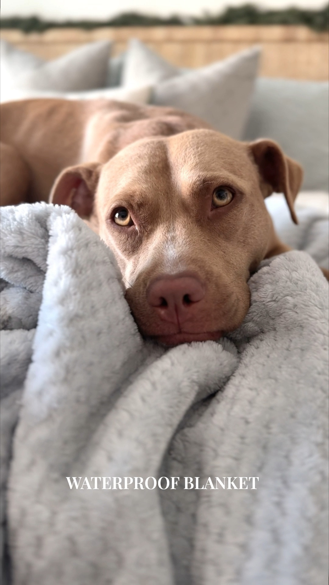 Favorite blanket to cover the bed or sofa. Couch cover waterproof blanket machine washable for the dog pet friendly potty training 
Great gift idea outdoor events sporting events football 

#LTKPets #LTKFindsUnder50 #LTKHome