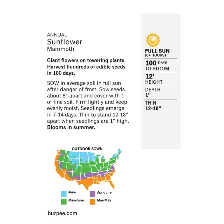 Burpee Mammoth Sunflower, Annual Flower Seed, Full Sun | Walmart (US)