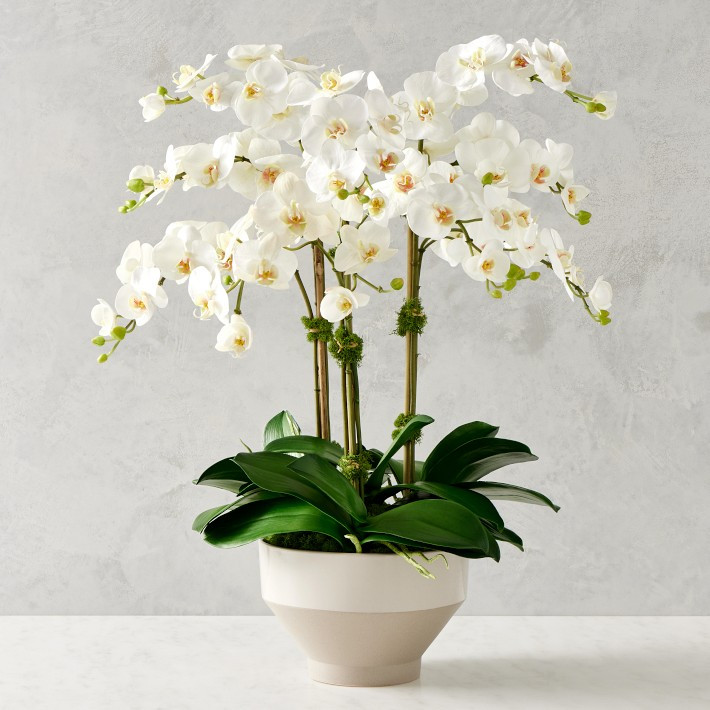 Jeff Leatham x Williams Sonoma Real Touch Faux White Phalaenopsis Orchid in Tapered Bowl, 25" | Williams-Sonoma