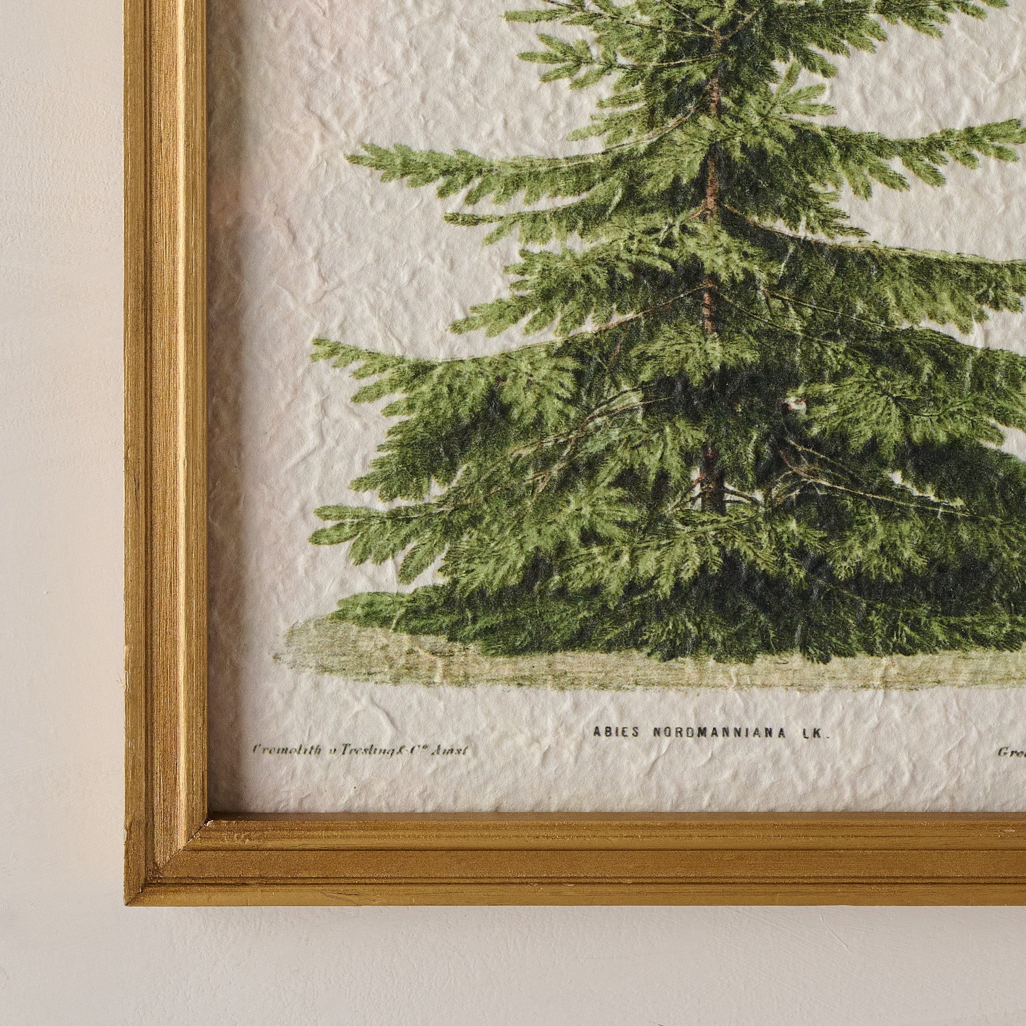 Vintage Christmas Fir Print | Magnolia