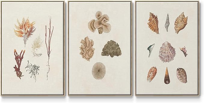 Renditions Gallery Canvas 3 Piece Wall Art Natural Floater Framed Aquatic Knorr Shells & Sea Cora... | Amazon (US)