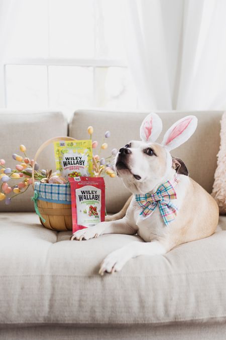The Walter bunny is coming to town! Stock up now on Wiley Wallaby for Easter 🍬🐣🐰

#LTKSeasonal #LTKfamily #LTKparties