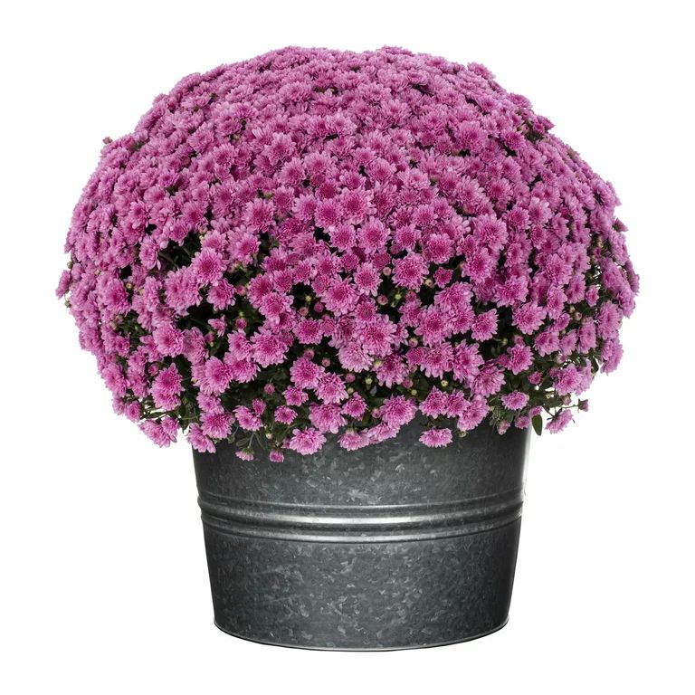 Better Homes & Gardens 2.5G Purple Mum (1 Count) Live Plant with Decorative Round Galvanized Tin ... | Walmart (US)