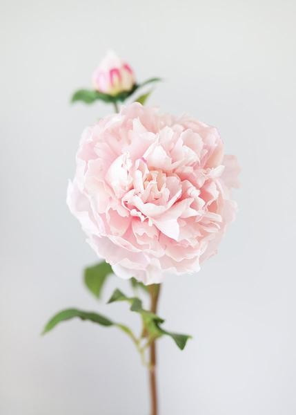 Pink Realistic Faux Peony Flower | Afloral (US)