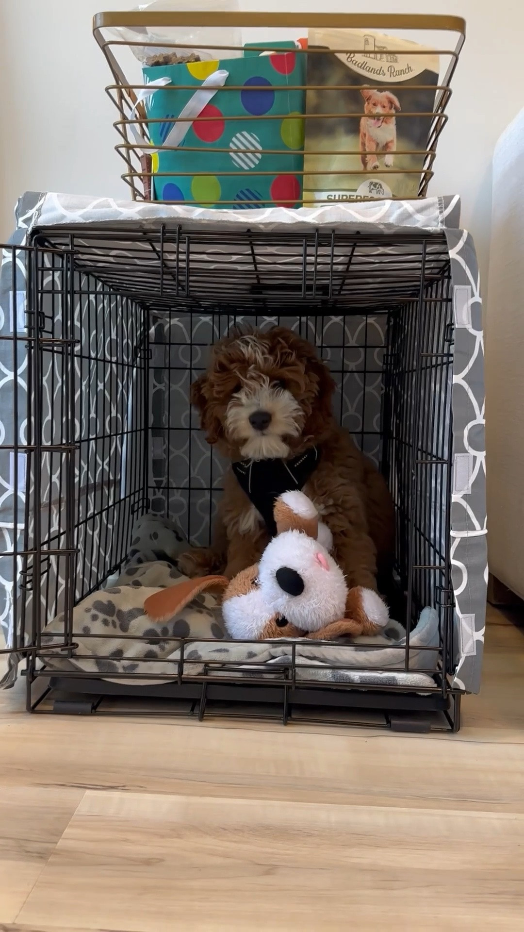 Puppy essentials.

#DogMomLove #FurBaby #PuppyEssentials #PetMustHaves #xoJalonda

#LTKmomlife #LTKHome #LTKdayinmylife