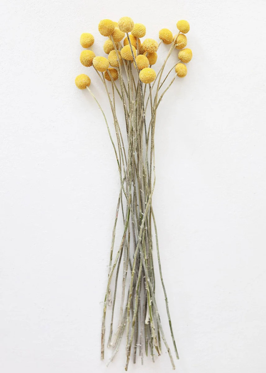 Bundle of 25 Dried Craspedia Billy Buttons - 18-26 | Afloral (US)