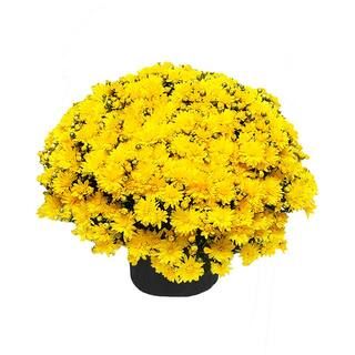 3 Qt. Chrysanthemum (Mum) Plant with Yellow Flowers | The Home Depot