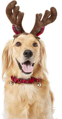 Frisco Christmas Antler Headband & Bell Collar Dog & Cat Costume, X-Large/XX-Large | Chewy