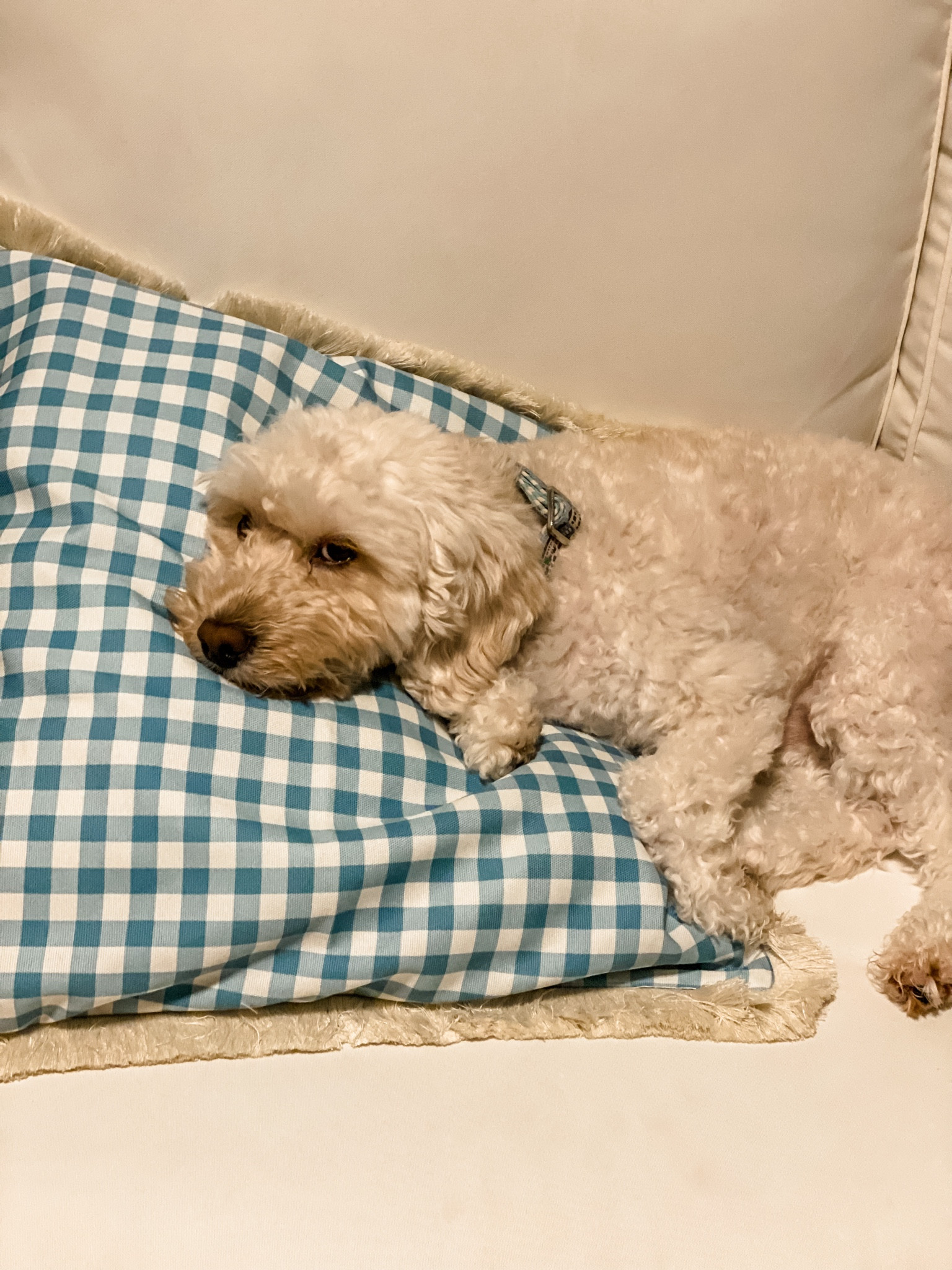Cute pillow alert  💙 {pup not included} 
