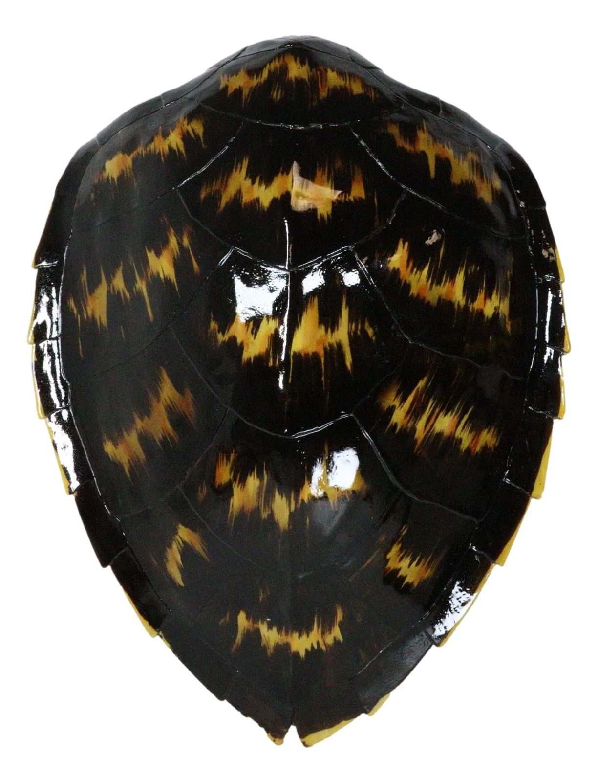 Large Nautical Marine Black Tone Faux Hawksbill Turtle Shell Replica Wall Decor | Walmart (US)