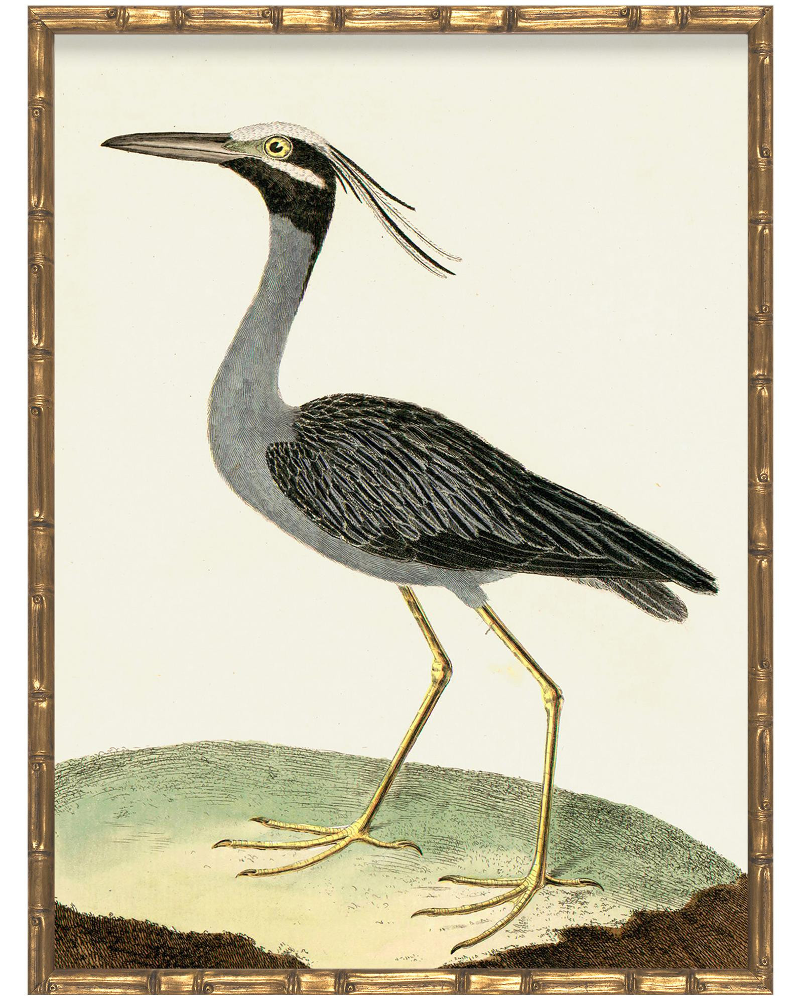 Vintage Birds in Bamboo Frame - Set of Four II (Birds II, VI, VII, VIII) by Whalebone Creek Prints | Serena and Lily