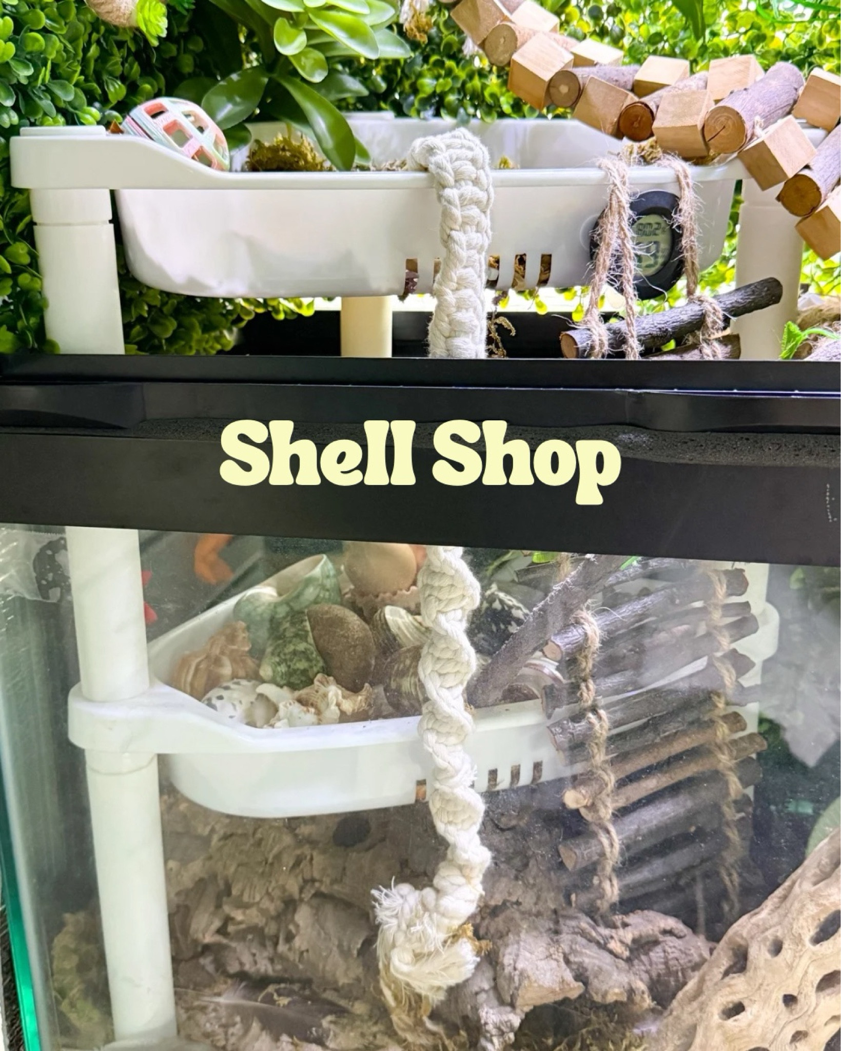Shell shop for your hermit crabs shells