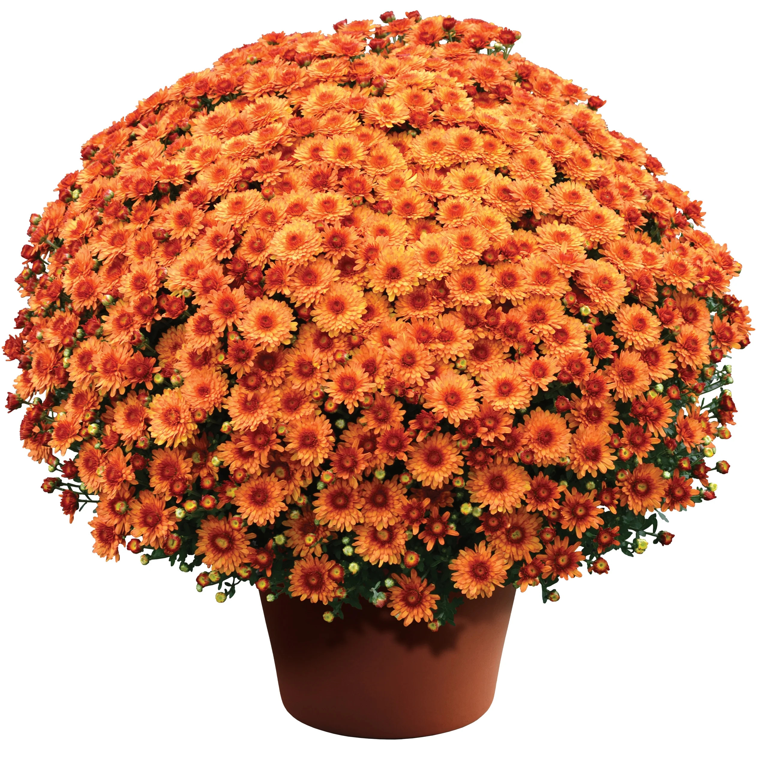 Expert Gardener 3 Quart Orange Bronze Fall Hardy Garden Mum Live Plant Full Sun - Walmart.com | Walmart (US)